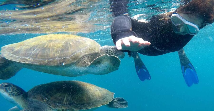 Tenerife: Snorkeling Trip in a Turtle Habitat - Safety briefing first, because it makes snorkeling feel easier