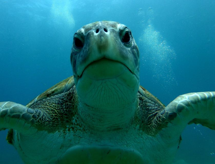 Tenerife: Snorkeling Trip in a Turtle Habitat - Language options, group comfort, and why it feels family-friendly