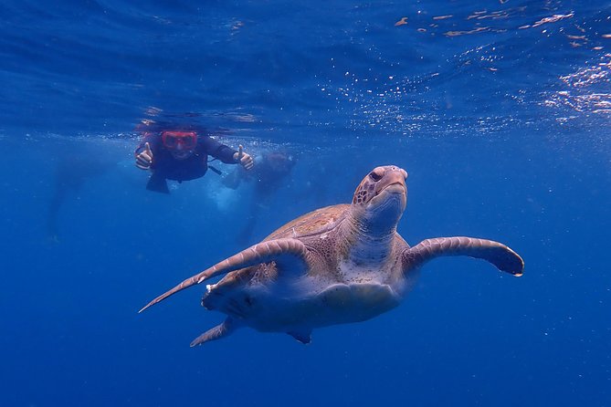 Tenerife: Turtle & Dolphin Kayak Tour with Snorkel & Wetsuit - Kayaking Outperforms the Usual Boat Ride