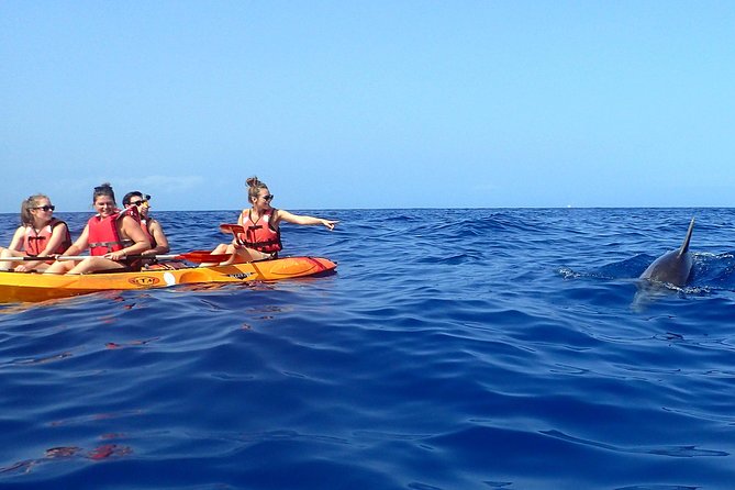 Tenerife: Turtle & Dolphin Kayak Tour with Snorkel & Wetsuit - Dolphins and Turtles: How to Spot Wildlife Without Panicking