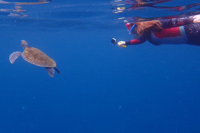 Tenerife: Turtle & Dolphin Kayak Tour with Snorkel & Wetsuit - Mount Teide on the Return: The Best Time for Photos