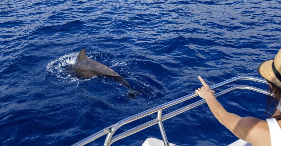 Tenerife: Whale and Dolphin Watching Tour by Sailboat - The Big Reason This Trip Feels Worth It: Better Views, More Time Looking