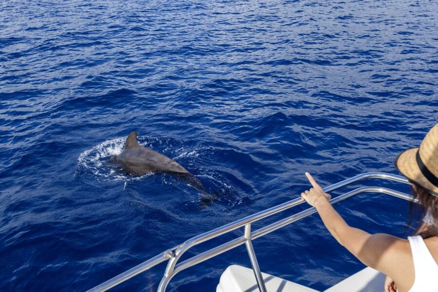 Tenerife: Whale and Dolphin Watching Tour by Sailboat - What You Might See: Up to 26 Species, Including the Famous Names