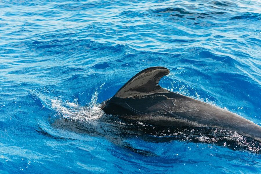 Tenerife: Whale & Dolphin Watching with Drinks and Snacks - Setting Sail from Southern Tenerife, Without the Big-Boat Feel