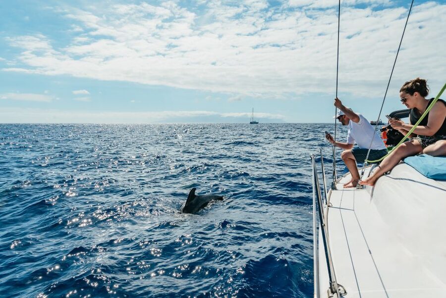 Tenerife: Whale & Dolphin Watching with Drinks and Snacks - The 3-Hour Wildlife Search: Dolphins, Pilot Whales, and Turtles