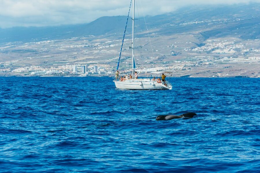 Tenerife: Whale & Dolphin Watching with Drinks and Snacks - Price at About $77: What You’re Really Paying For