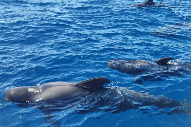 Tenerife Whale Watching and Snorkeling Yacht Trip - Playa del Puertito: Your Swim and Snorkel Stop (and the Turtle Odds)