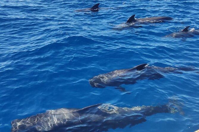 Tenerife Whale Watching and Snorkeling Yacht Trip - On-Board Food and Drinks: Why It Helps on a Sea Day