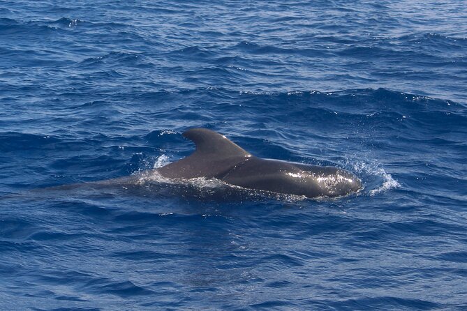 Tenerife Whale Watching and Snorkeling Yacht Trip - Small Group Size: Why “Up to 11” Changes the Feel