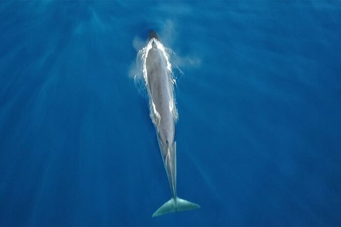 Tenerife Whales and Dolphins Watching Experience in Catamaran - Key highlights you should care about