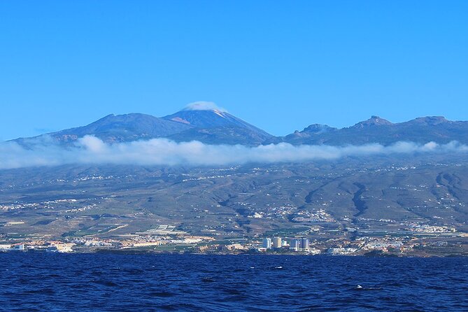 Tenerife Whales and Dolphins Watching Experience in Catamaran - Tenerife whale and dolphin watching from Costa Adeje, the smart way