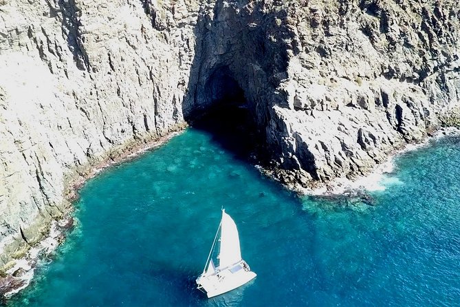 Tenerife Whales and Dolphins Watching Experience in Catamaran - What you might see: whales, dolphins, and even turtles