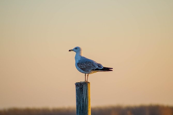 The Original Albufera Tour: Barraca, Boat Ride & Local Guide - The electric boat ride and sunset: the highlight you’ll remember