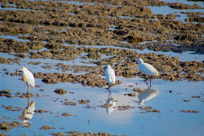 The Original Albufera Tour: Barraca, Boat Ride & Local Guide - Value: is $62.81 a fair deal for what you get?