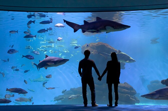 Ticket Palma Aquarium - Walking the Aquarium Like an Ocean Experts Experience
