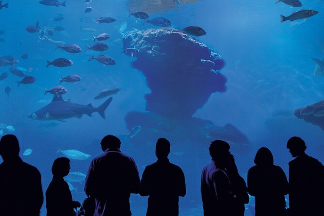 Ticket Palma Aquarium - Crowds and Noise: The Real Decision Point