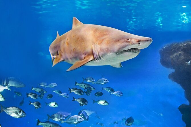 Ticket Palma Aquarium - Accessibility, Service Animals, and Who This Works For