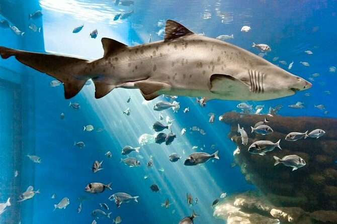 Ticket Palma Aquarium - What Your Ticket Covers, and What 3 Hours Really Means