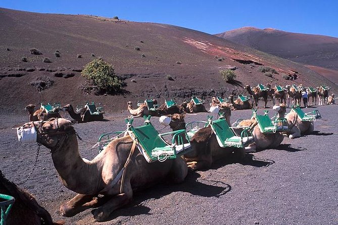 Timanfaya, Golfo, Jameos Agua & Camel Ride (opt) - Lanzarote - Camel Shed optional ride: decide fast and bring cash