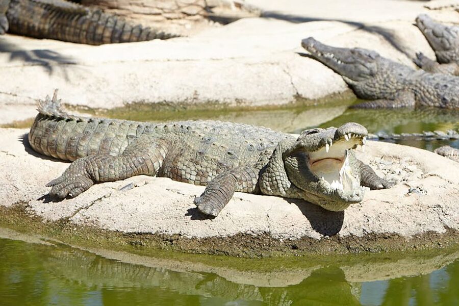 Torremolinos: Crocodile Park Entrance Ticket - Timing that works, guided visits and opening hours you should plan around