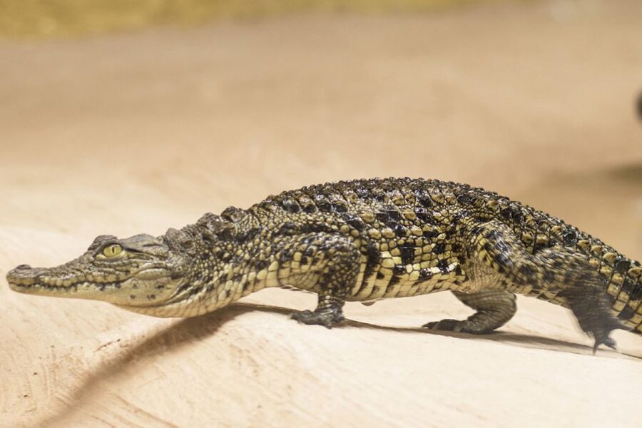 Torremolinos: Crocodile Park Entrance Ticket - Paco, Big Daddy, and the feeding-time moment you should aim for