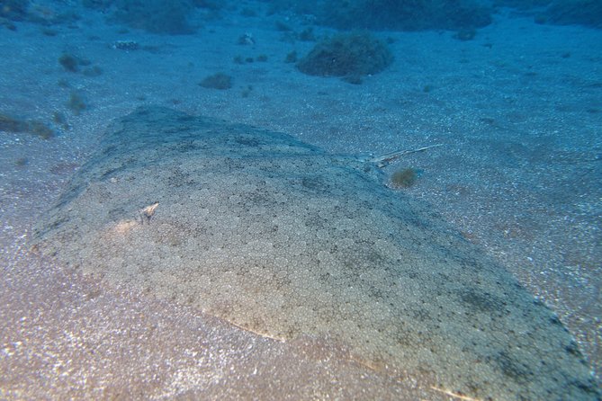 Try Dive - PADI Discover Scuba Diving in Tenerife - Your instructor’s job: fitting the experience to you