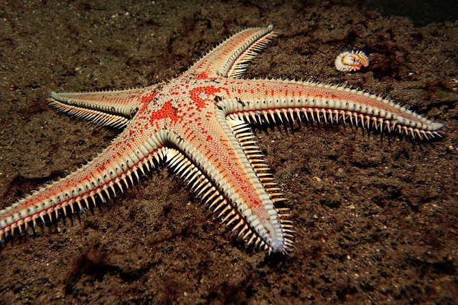Try Dive - PADI Discover Scuba Diving in Tenerife - Underwater time: what you’ll likely notice right away