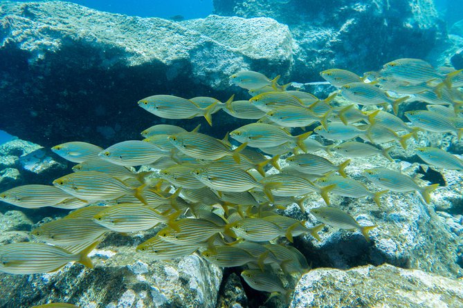 Try Dive - PADI Discover Scuba Diving in Tenerife - Small group size, direct attention, and why it’s worth it