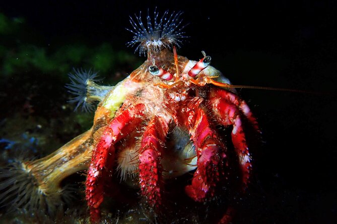 Try Scuba Diving with 2 Ocean Dives - What you might see: marine wildlife that makes the training worth it