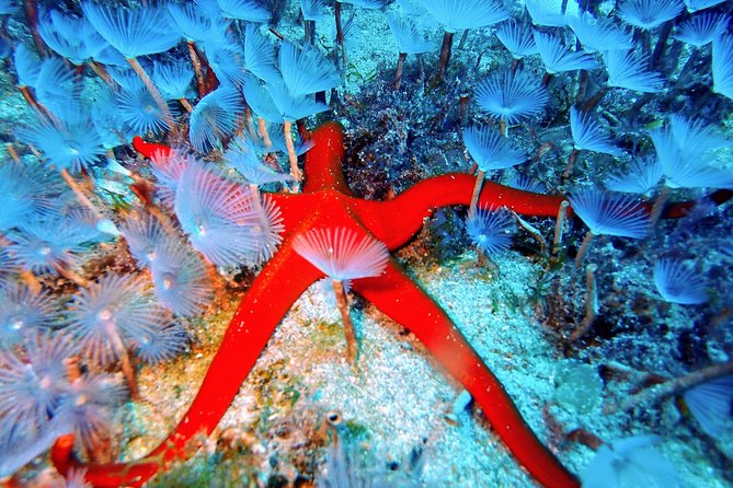Try Scuba Diving with 2 Ocean Dives - What’s included, what’s extra, and where value really comes from