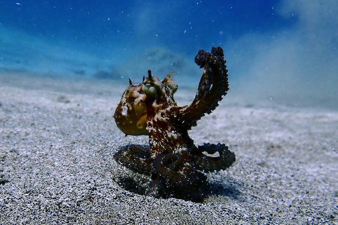 Try Scuba Diving with 2 Ocean Dives - Group size matters more than you think