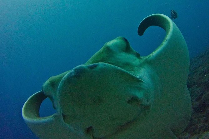 TRY SCUBA DIVING with a Dedicated Instructor - Key highlights worth caring about
