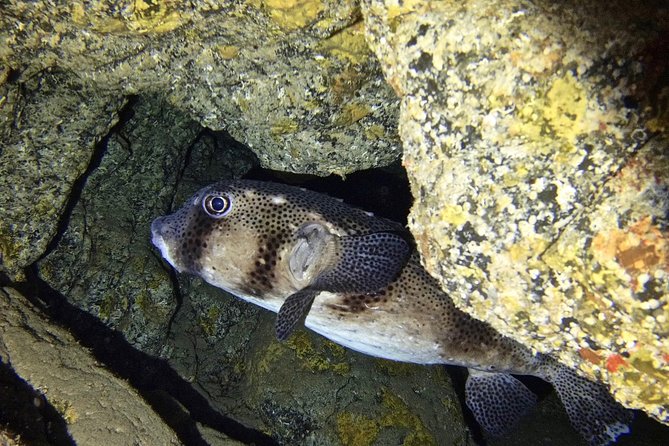 TRY SCUBA DIVING with a Dedicated Instructor - Why this try scuba session feels safe for beginners