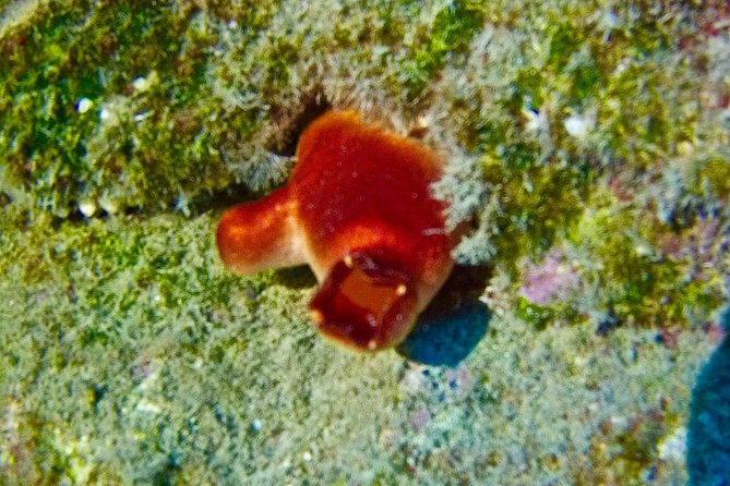 TRY SCUBA DIVING with a Dedicated Instructor - What’s included, and why that changes the value