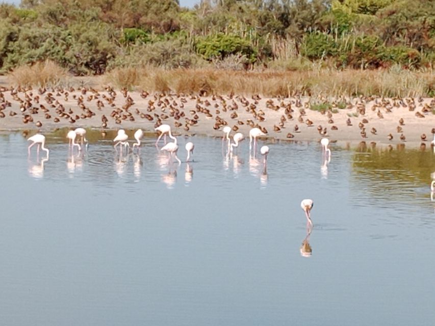 Valencia: Albufera Jeep and Boat Tour - FAQ