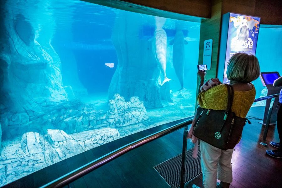 Valencia: Oceanogràfic Entry Ticket - The longest underwater tunnel in Europe, and why it works