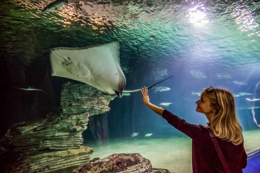 Valencia: Oceanogràfic Entry Ticket - Lower level habitats: big aquarium halls and the main global story