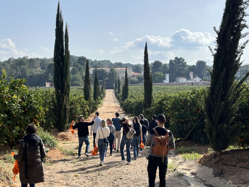 Valencia: Orange Farm and Orchard Trip with Tastings - Calibrating fruit at Naranjas Ribera, the real shipping side of citrus