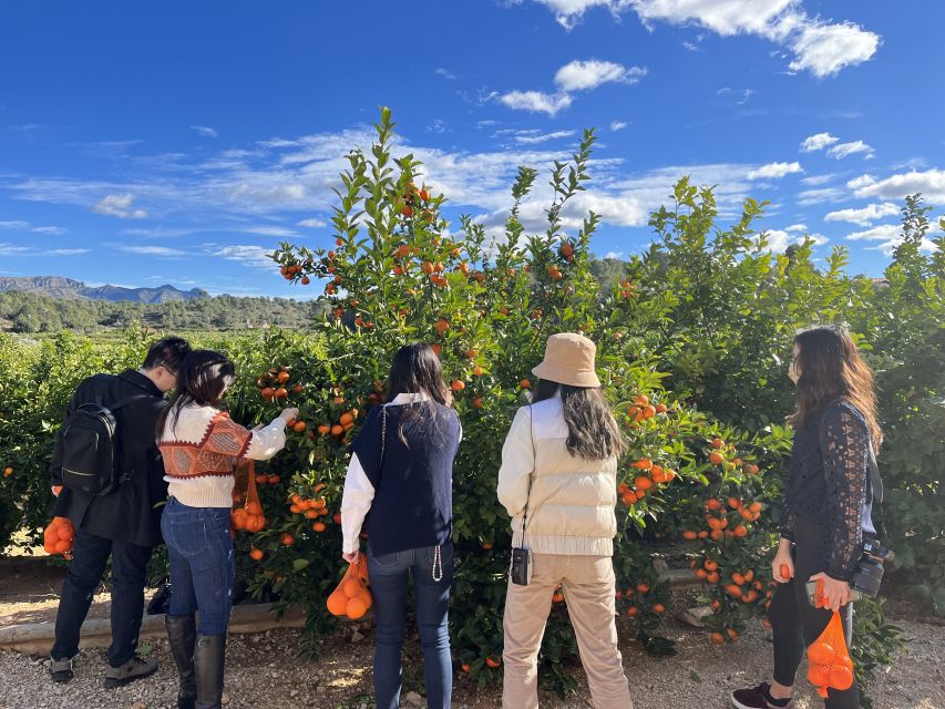 Valencia: Orange Farm and Orchard Trip with Tastings - What to bring, and who should book this orange farm experience