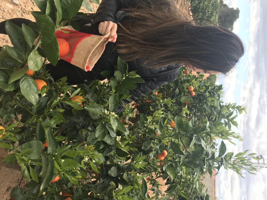 Valencia: Orange Farm and Orchard Trip with Tastings - Price and value: is $35 per person worth it?