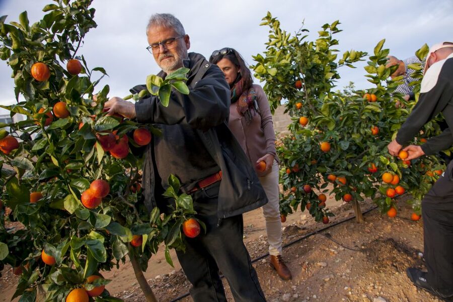 Valencia: Orange Farm and Orchard Trip with Tastings - The 2-hour orchard walk: pruning, grafting, flowering, and variety spotting