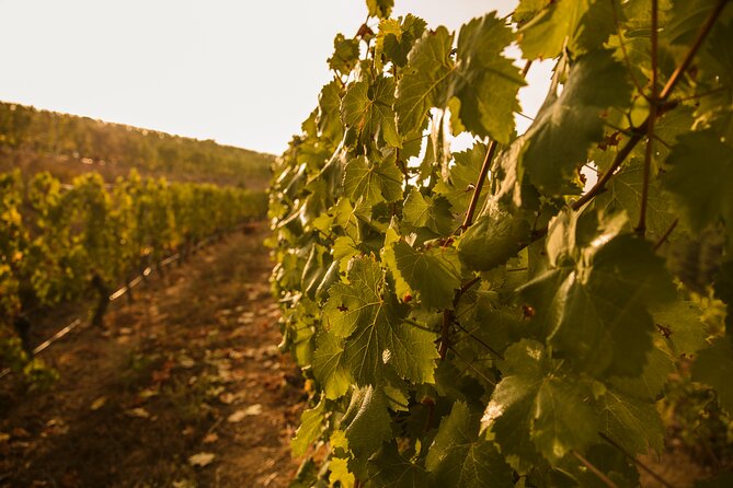 Visit Coastal Vineyard - Arriving at Viña Costeira Bodega (Valdepereira, Ribadavia)