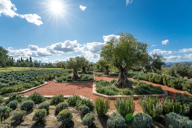 Visit Oil Mill Museum and Olive Oil Tasting in Ronda - The olive oil tasting, where you learn by contrast