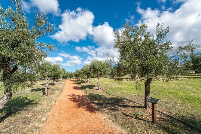 Visit Oil Mill Museum and Olive Oil Tasting in Ronda - What the site gives you after the tour: lingering time, shop, and snacks