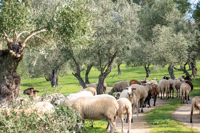 Visit Oil Mill Museum and Olive Oil Tasting in Ronda - Price and value: what you pay, what you skip, and how to think about it