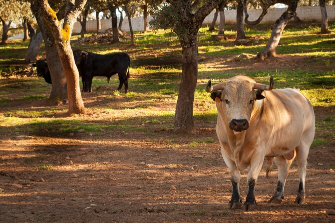 Visita Entre Toros y Caballos - Key things you will notice right away