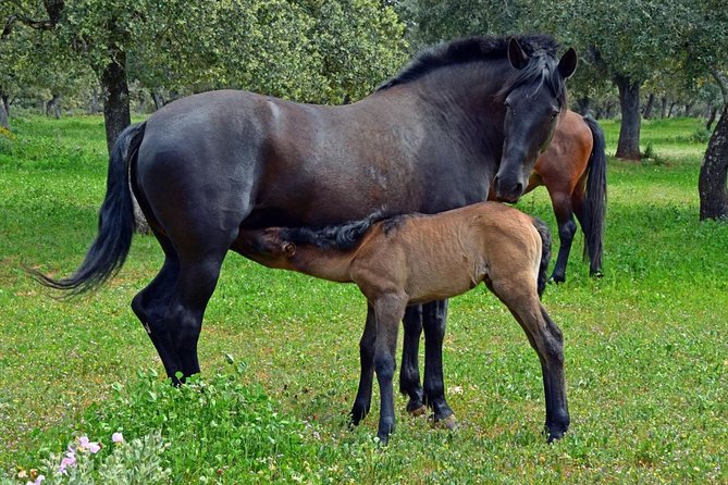 Visita Entre Toros y Caballos - Centenary holm oaks and the Biosphere Reserve pastures