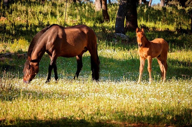 Visita Entre Toros y Caballos - Stables and the Andalusian horses in daily life