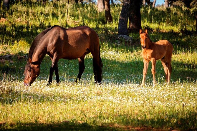 Visita Entre Toros y Caballos - Stop 1: Reservatauro Ronda and the working facilities route