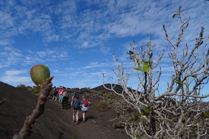 Volcano Trekking Tour (Timanfaya eruptions) - What Your Guide Teaches Along the Trail (So the Park Makes Sense)